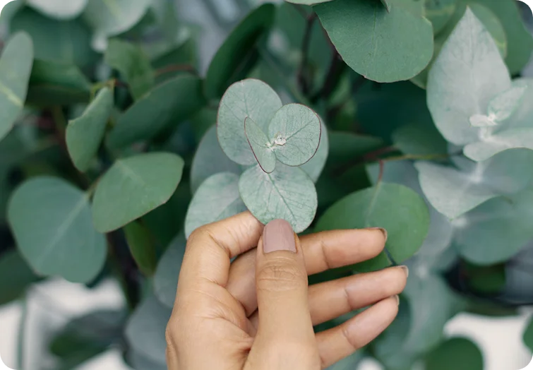 gum leaves