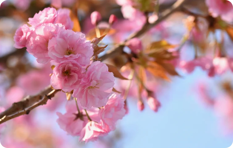 springtime-beautiful-floral-spring-abstract-background-nature-blooming-branches-trees-sp